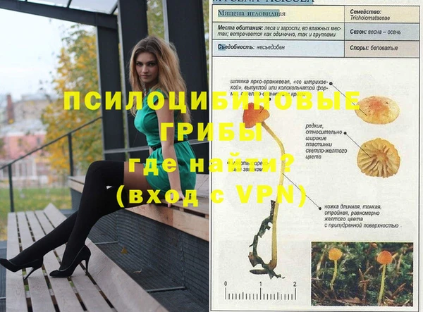 шишки Арсеньев